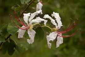 Image result for Bauhinia macrantha