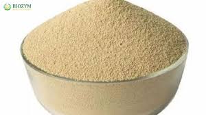 Enzyme Xylanase là gì? Tìm hiểu về Enzyme quan trọng như thế nào? - BIOZYM