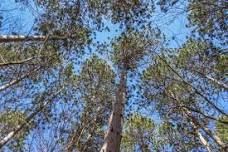 Family Nature Walks - Northern Lakes Region