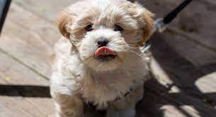 Shichon Dog A Complete Guide To The Bichon Frise Shih Tzu Mix