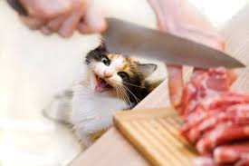 After sampling raw foods, researching feline nutrition, and speaking with. The 6 Best Raw Cat Foods In 2021 We Re All About Pets