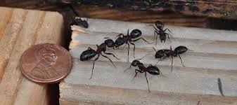 Was founded in december 1985 and has provided quality termites and pest control services to thousands of homes, condominiums, apartments, churches, warehouses, restaurants and shopping centers in orange county and greater los angeles areas. Carpenter Ants 3 Warning Signs Your Home Is Being Invaded