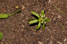 Image result for Cleistanthus schlechteri