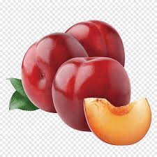 plum drawing line art plum png pngegg plum drawing line art plum png pngegg
