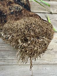 Image result for Xerophyta trichophylla