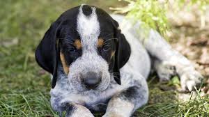 Blue eyes are similarly uncommon, and they may your hair color and eye color come down to what genes you inherit from your parents. Bluetick Coonhound Price Temperament Life Span