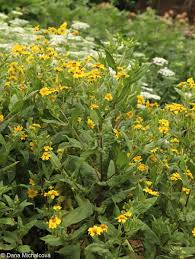 Image result for Silene abyssinica