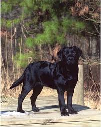 Black Labrador Retriever Via Willowbrook Kennels Maryland Black Labrador Retriever Labrador Retriever Black Labrador