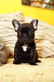 ｡･:*:･ﾟ★,｡･:*:･ﾟ☆ ｡･:*:･ﾟ★,｡･:*:･ﾟ☆ this is a previously loved lps pet guaranteed authentic by hasbro. French Bulldog Sale Hong Kong French Bulldog Pup Buy Puppy French Bulldog Breeders French Bulldog Dogs Breed French Bulldog Dogs For Adoption
