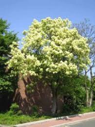 Habitus Im Fruhling Fraxinus Ornus Pflanzen Gartenpflanzen Fruhling