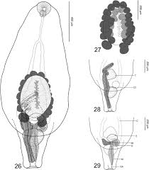 Image result for Dignathia