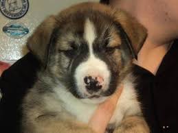 We did not find results for: Bulldog Husky Mix Puppies For Sale Off 69 Www Usushimd Com