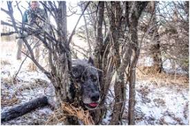 He served in the alaska house of representatives from 2003 until 2005. Wolves Without Borders Transboundary Survival Of Wolves In Banff National Park Over Three Decades Sciencedirect