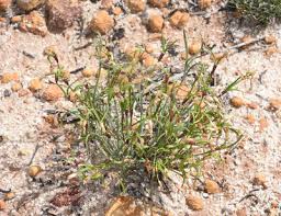 Image result for Restionaceae