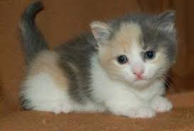 Baby Black And Orange Kitten Why Are Calico Cats Always Female Calico Kitten Pretty Cats Calico Cat