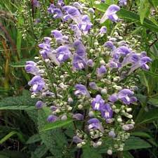 Image result for Scutellaria violascens