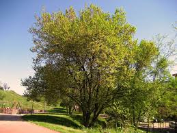 Region Eurosiberiana Olmo Plants