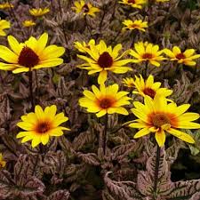 Maybe you would like to learn more about one of these? Heliopsis Saulakis Summer Pink