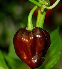 Congo Black Chocolate Habanero Benih Sayuran Cabai