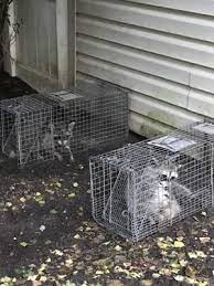 First for pest control in hemel hempstead, watford and hertfordshire. Dq Pest Control Hempstead Ny Pest Control Mapquest