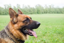 But anyone who has ever adopted this breed knows that their ears are floppy when they at what age do german shepherd ears stand up straight? Why Does My German Shepherd Move Its Ears Back