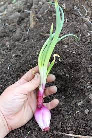 When planting sprouted onions, ensure you place the green shoots out of the soil with the onion bulb in the soil so the plants can grow properly. Planting Sprouted Onions