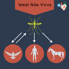Tantarii care poarta wnv sunt cei mai activi la. West Nile Virus Sintomi Contagio E Prevenzione