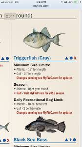 Triggerfish Fine Florida Sportsman