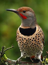 Northern Flicker Brown Bird With Red Spot On Back Of Head Fall Flicker 3 Vancouver British Columbia Explored Beautiful Birds Pet Birds Nature Birds