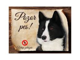 Image result for karelský medvědí pes