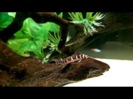 The kuhli loach (pangio kuhlii/semicincta), also known as the coolie loach, is a longtime favorite for the community and planted aquarium. A Total Guide To Kuhli Loaches Fish Care Guide