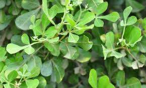 Image result for Coddia rudis