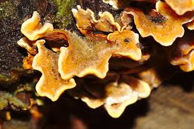 Image result for Craterostigma hirsutum