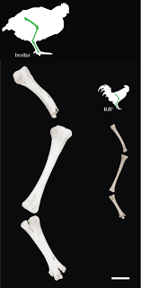 A second flexure appears at the transition of the head and the body just behind the heart region. The Broiler Chicken As A Signal Of A Human Reconfigured Biosphere Royal Society Open Science
