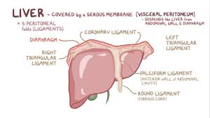 Two diagram of liver anatomy download free vectors, clipart graphics & vector art. Liver Anatomy And Physiology Osmosis
