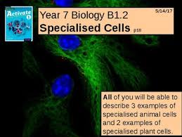 We did not find results for: Specialised Cells Worksheets Teaching Resources Tpt