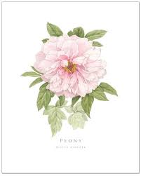 Pin By Laura Bolter Design On Botanical Illustration Botanical Drawings Botanical Art Pale Pink Peonies