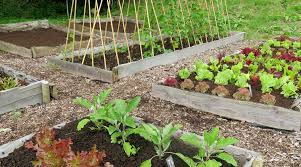 This was the second time i posted this video. Is Crop Rotation Worth It