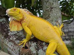 Albino Green Iguana Iguana Iguana Pet Lizard