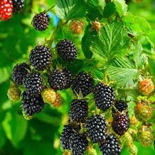 The fruits are excellent in pies and crumbles. Pin On Hedges