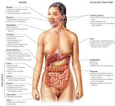 A collection of anatomy notes covering the key anatomy concepts that medical students need to learn. Woman Digestive System In Detail