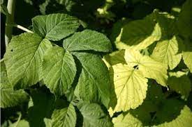 Obcordatus may also exceed 4 m in height in hawaii, but has smaller leaves than var. Healthy Left And Chlorotic Right Raspberry Leaves Note Yellow Leaf Download Scientific Diagram