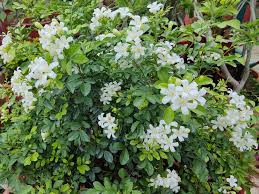 Image result for Maerua paniculata