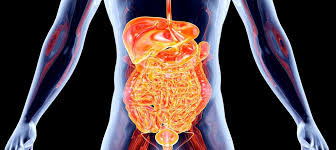 Resultado de imagen para cuerpo humano