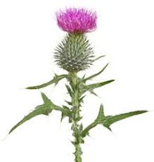 Disteln Aussehen Herkunft Bedeutung Und Symbolik Der Distel Schottisches Disteltattoo Distel Schottische Tattoos