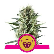 This is a new strain call diesel og or sour og it is just cross with sour diesel and og kush so it is a little different from headband. Special Kush 1 Cannabis Seeds Royal Queen Seeds