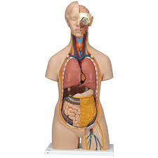 The awareness of muscles in human body will also allow an artist to draw a body in various poses and from different points of view from memory. Classic Unisex Torso