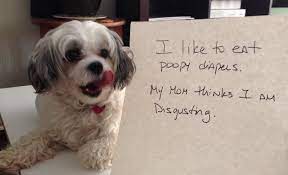 I Eat Poopy Diapers Dogshaming