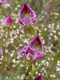 Image result for Disa stairsii