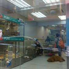 With the best in nutrition and comfort, you'll be able to find everything for your pet, from a wide selection of scratching posts, litter and collars to the latest in bark control technology and odor management. Honey Pet Shop åŒ—è§' 7 Visitors